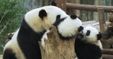 Sevimli dev panda armut ailesi birlikte oynuyor.