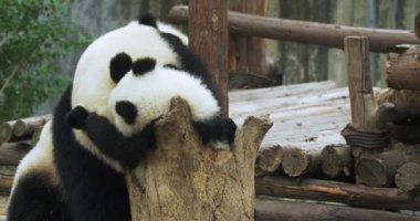 Üç panda birlikte mutlu bir şekilde oynuyor..