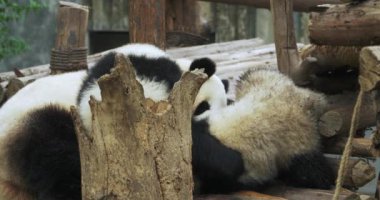 Panda Anne İki Panda Yavrusuyla Buluştu