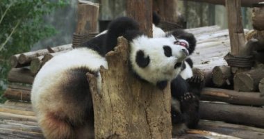 Tahtada oynayan üç panda