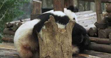 Sevimli dev panda armut ailesi birlikte oynuyor.