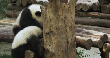 İki küçük panda tahta kazıkta eğleniyor.