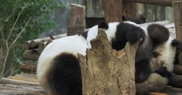 三只大熊猫在树桩旁尽情玩耍. — 图库视频影像