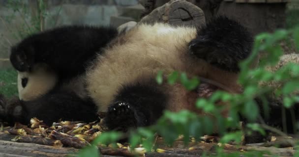 Moeder en een welp panda 's eten bamboe schiet. — Stockvideo