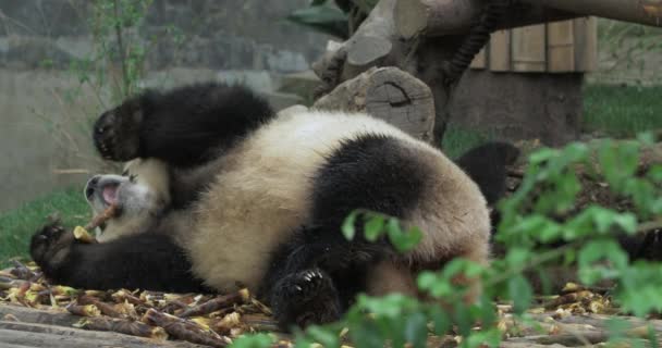 Madre y bebé pandas están comiendo bambú — Vídeo de stock
