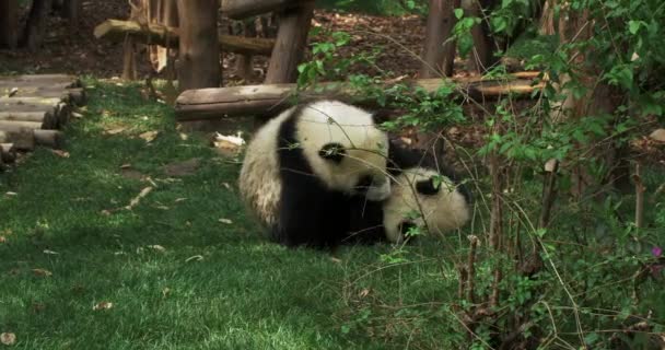 Juguetón gigante oso panda cachorro divertirse juntos en zoológico — Vídeos de Stock