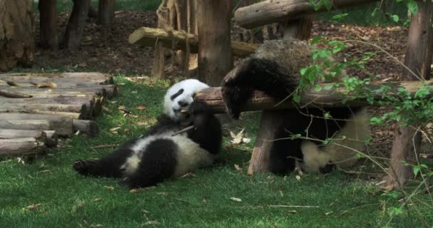 Lovely Giant panda bear cub playing together in zoo — Stock Video