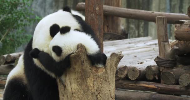 Üç panda birlikte mutlu bir şekilde oynuyor.. — Stok video