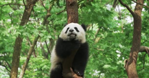 One lovely Giant panda bear cub in the tree — Stock Video