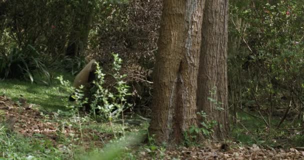 Piękny gigant panda niedźwiedź para randki w las — Wideo stockowe