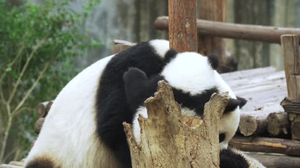 Mooie reusachtige panda spelen met twee schattige panda welpen hebben plezier — Stockvideo