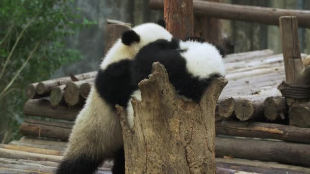Dois lindos filhotes de panda brincando e lutando aganista uns aos outros — Vídeo de Stock