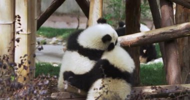 İki panda ahşap bir kazıkla kendilerini yok ediyorlar..