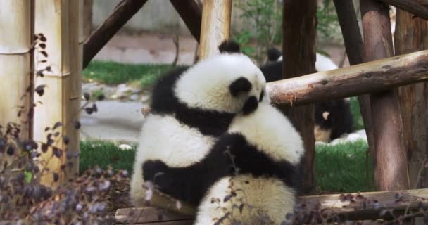 Two panda disporting themselves by wooden pole. — Stock Video