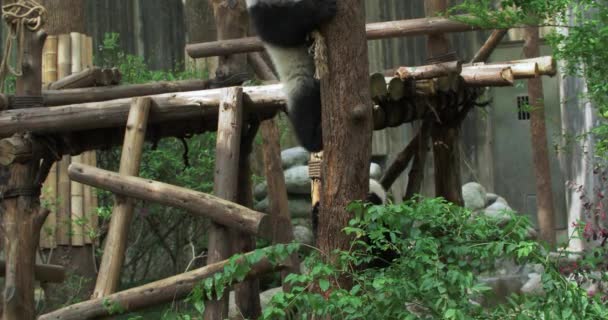 두 마리의 팬더 새끼가 나무에 오르기를 연습하고 있다 — 비디오