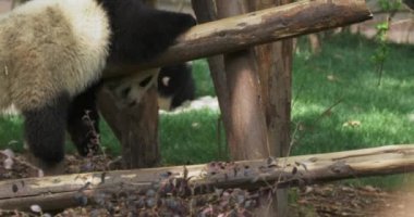 İki küçük yaramaz panda mutlu bir şekilde oynuyor..