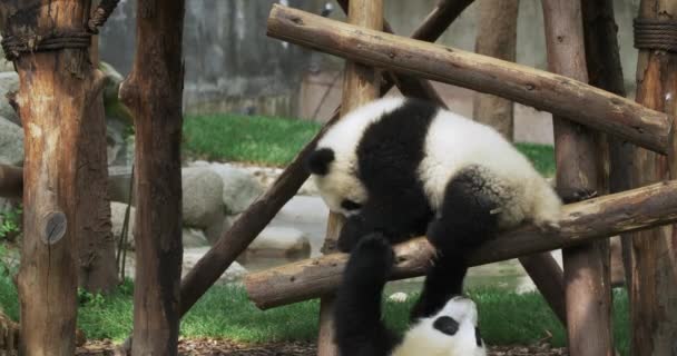 Två panda roar sig med träpålar. — Stockvideo