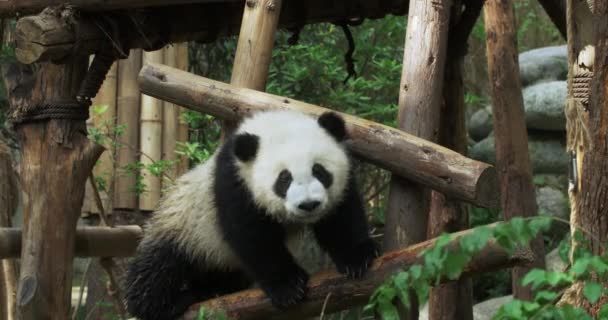 Een baby panda oefent klimmen op staken — Stockvideo