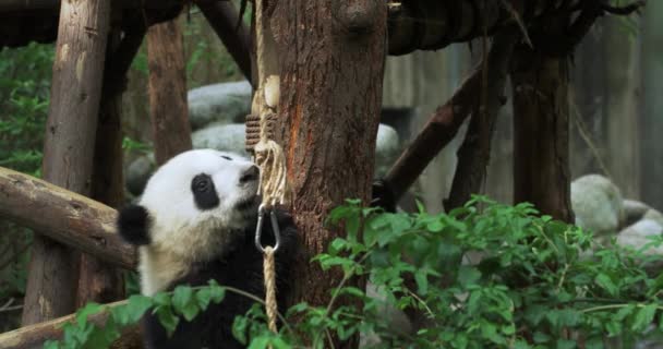 El pequeño panda trepa a un árbol — Vídeos de Stock