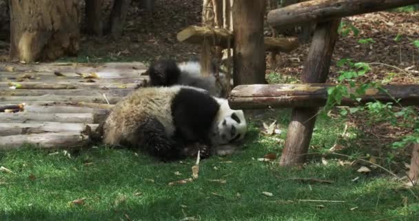 작은 팬더 두 마리가 풀밭에 누워 행복하게 구르고 있었다. — 비디오