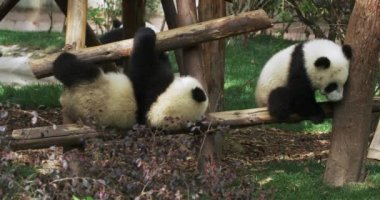 Sevimli dev panda yavrusu birlikte oynuyor.