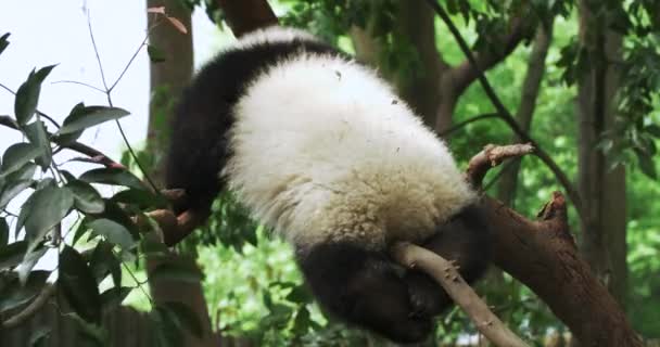 Een kleine panda klom van tak tot tak. — Stockvideo