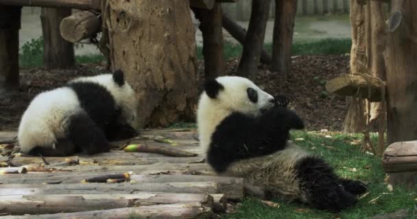 Två små pandor lekte glatt på marken.. — Stockvideo