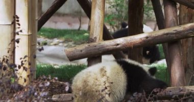 Sevimli dev bir pandanın yavrusu yavaşça kazığa tırmanıyor.