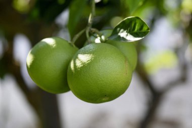 Olgunlaşmamış turuncu meyve yetişen bitki üzerinde Sicilya, İtalya