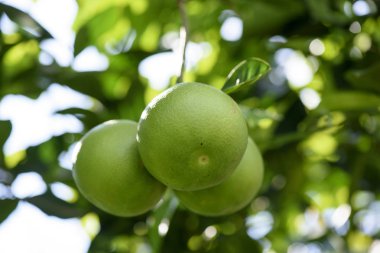 Olgunlaşmamış turuncu meyve yetişen bitki üzerinde Sicilya, İtalya