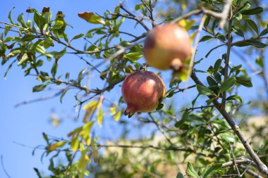 Yeşil bir dalda yetişen nar meyvesi.