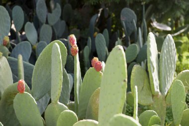 İnciri meyve (Opuntia, Fico d'India), Catania, Sicilya, İtalya