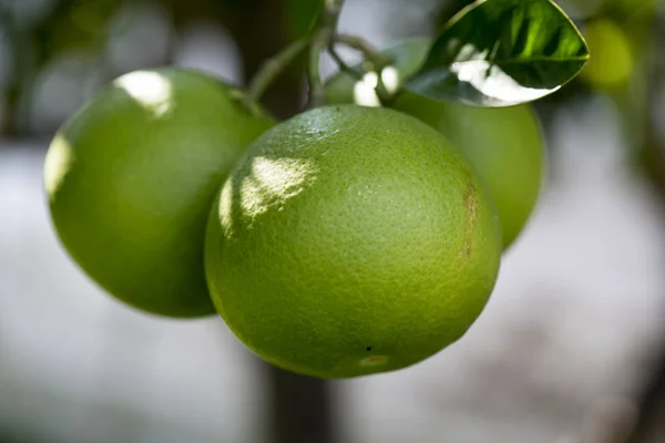 Unripe Orange Fruit grows on the plant, Sicily, Italy