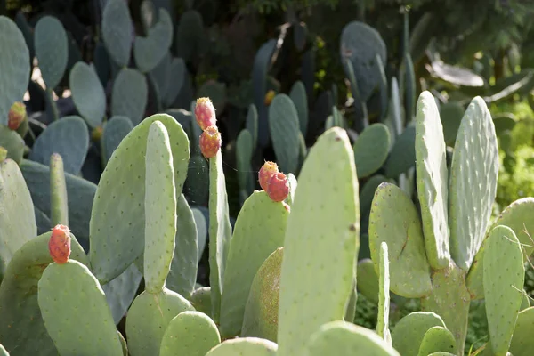 Gyümölcs Fügekaktusz Opuntia Fico India Catania Szicília Olaszország — Stock Fotó