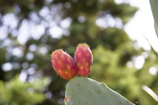 Gyümölcs Fügekaktusz Opuntia Fico India Catania Szicília Olaszország — Stock Fotó