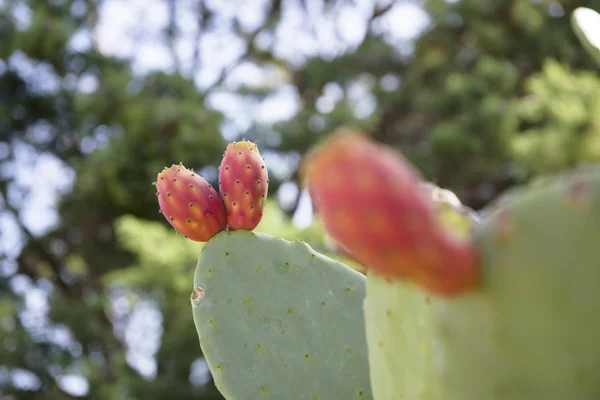 Frutas Pera Espinhosa Opuntia Fico India Catania Sicília Itália — Fotografia de Stock