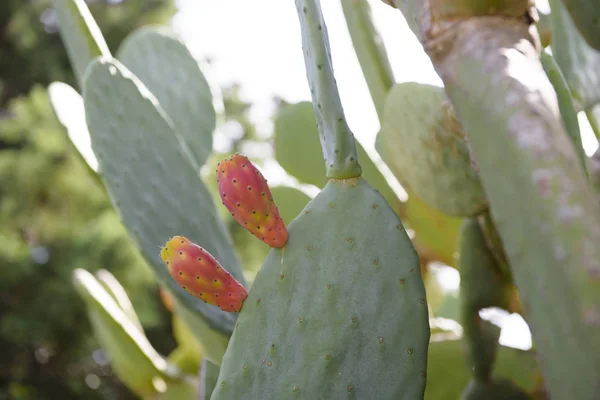 Kaktusfeigen Opuntia Fico India Catania Sizilien Italien — Stockfoto