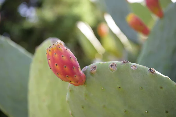 Gyümölcs Fügekaktusz Opuntia Fico India Catania Szicília Olaszország — Stock Fotó