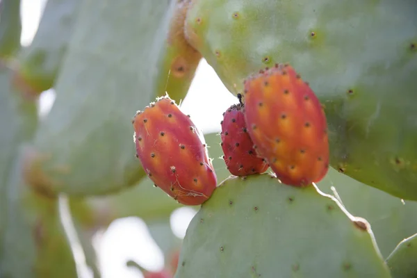Prickly Pear Fruit Opuntia Fico India Catania Sicily Italy — Stock Photo, Image