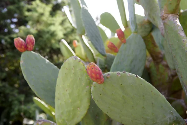 Gyümölcs Fügekaktusz Opuntia Fico India Catania Szicília Olaszország — Stock Fotó