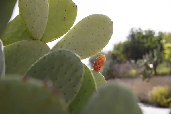 Plody Opuncie Opuntia Fico India Catania Sicílie Itálie Stock Obrázky