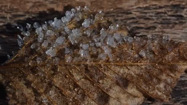 Time Lapse Thawing Ice Leaf — Stock Video