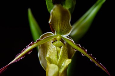 Yakın çekim Phragmipedium longifolium, Nadir Orkide