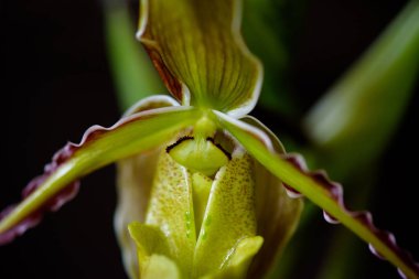 Yakın çekim Phragmipedium longifolium, Nadir Orkide