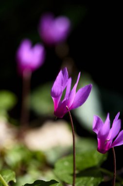 Bahar ormanında Çiçek Siklamen, Close Up