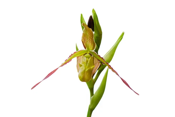 Close up de Phragmipedium longifolium, Orquídea Rara — Fotografia de Stock