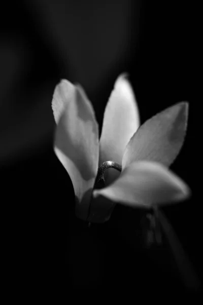 Flowers Cyclamen in spring forest, black and white Close Up — Stock Photo, Image