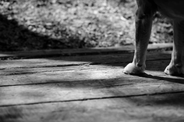 Zampe di cane su legno, bianco e nero — Foto Stock