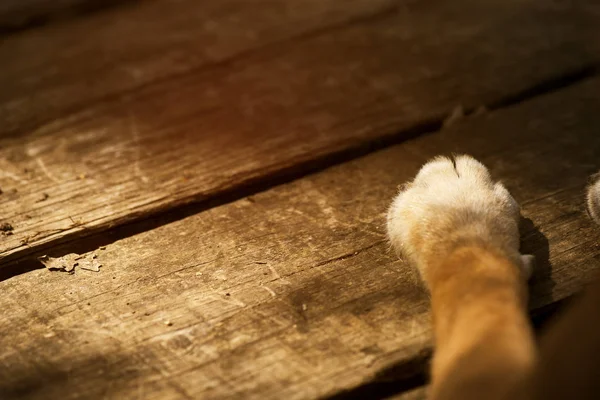 Patas de perro sobre madera, color vintage — Foto de Stock