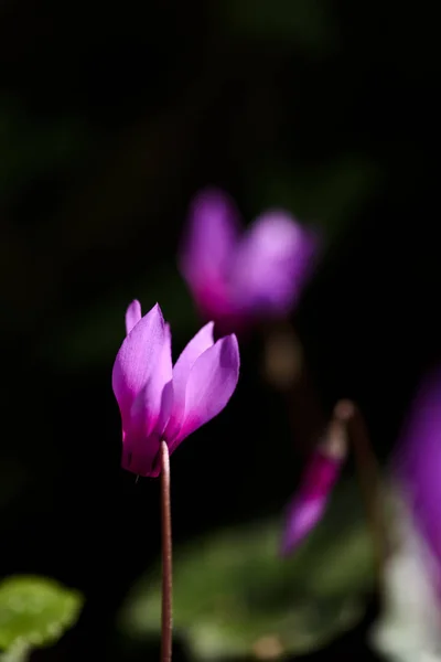 春天森林里的花环，特写 免版税图库图片